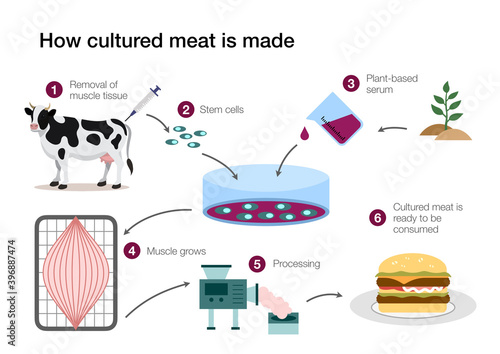 How cultured lab grown meat is made