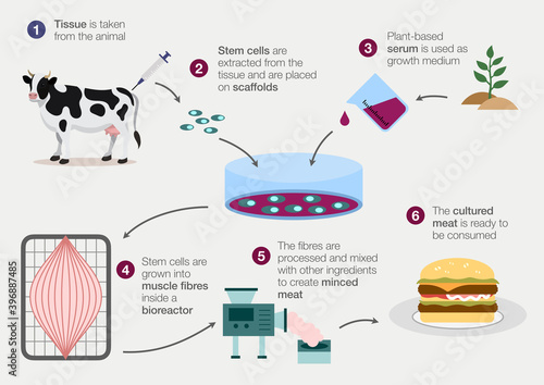 How cultured lab grown meat is made