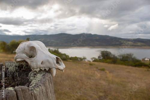 A dog skull over brown woodenstick with countryfield lake and mouintains afternoon scene at background.  photo