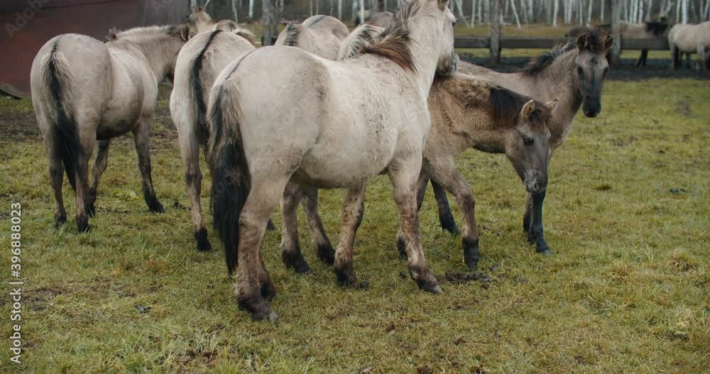 Day and free horses graze on on green meadows all summer and autumn. Against the background of the forest. The Tarpan Horse. High quality 4k footage Day and free horses graze on on green meadows all summer and autumn. Against the background of the forest. The Tarpan Horse. High quality 4k footage