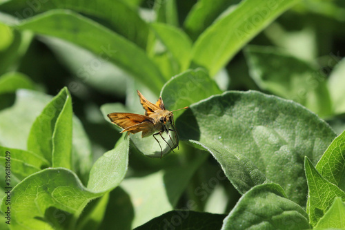 Small butterfly or moth on zinnia flowers.