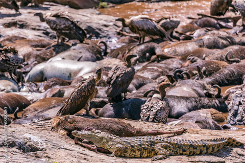 Vultures Wildlife Animals Grazing Savanna Grassland Wilderness Maasai Mara National Game Reserve Park Great Rift Valley Narok County Kenya East African Landscapes Field Mountains Scenic Views photo