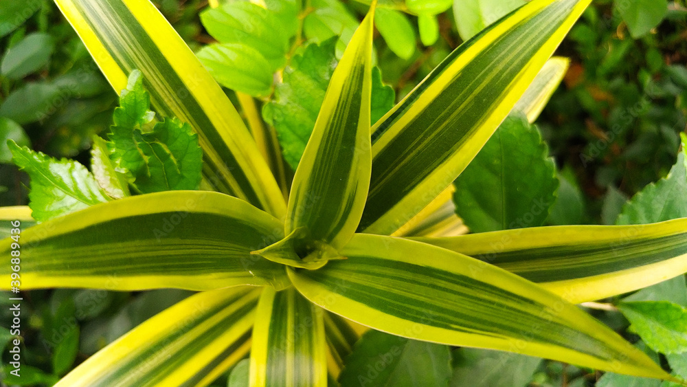 Fototapeta premium pandan leaves growing in the garden