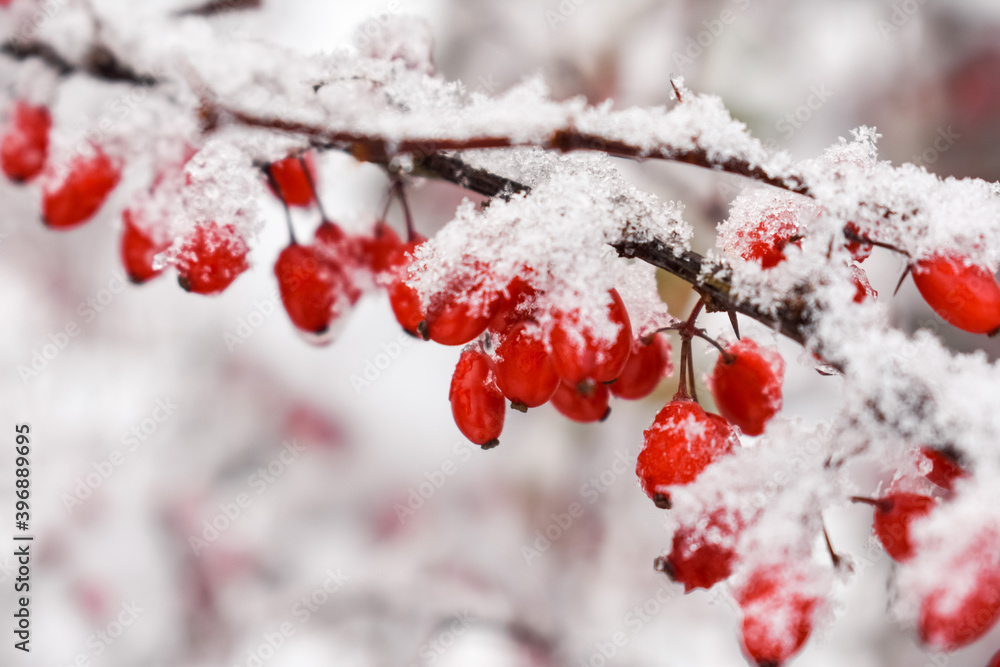 A snow-covered branch of barberry with red berries. Close-up. A snow-covered branch of barberry with red berries. Close-up.