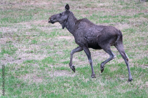 Eurasian elk (Alces alces) © Johannes Jensås