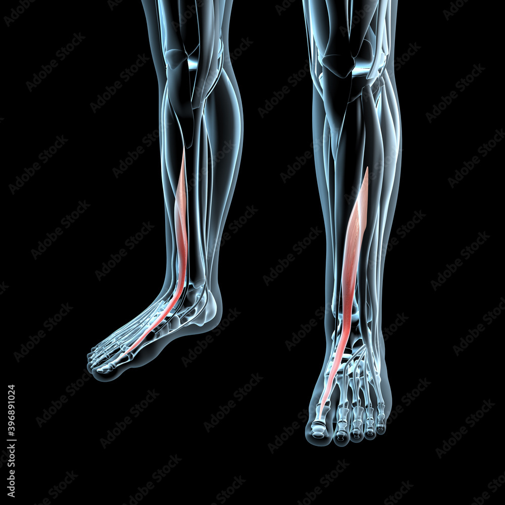 3d Illustration of the Extensor Hallucis Longus Muscles on Xray Musculature 3d Illustration of the Extensor Hallucis Longus Muscles on Xray Musculature