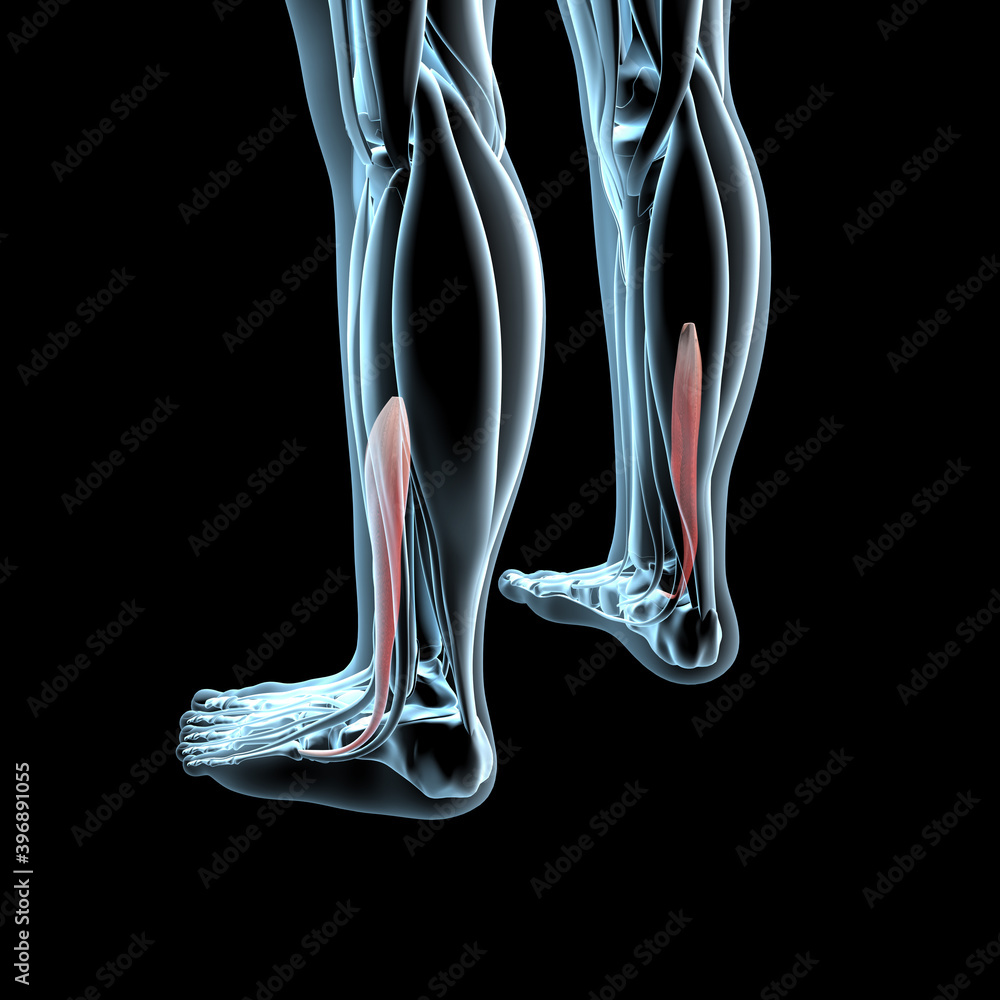 3d Illustration of the Fibularis Brevis Muscles on Xray Musculature 3d Illustration of the Fibularis Brevis Muscles on Xray Musculature