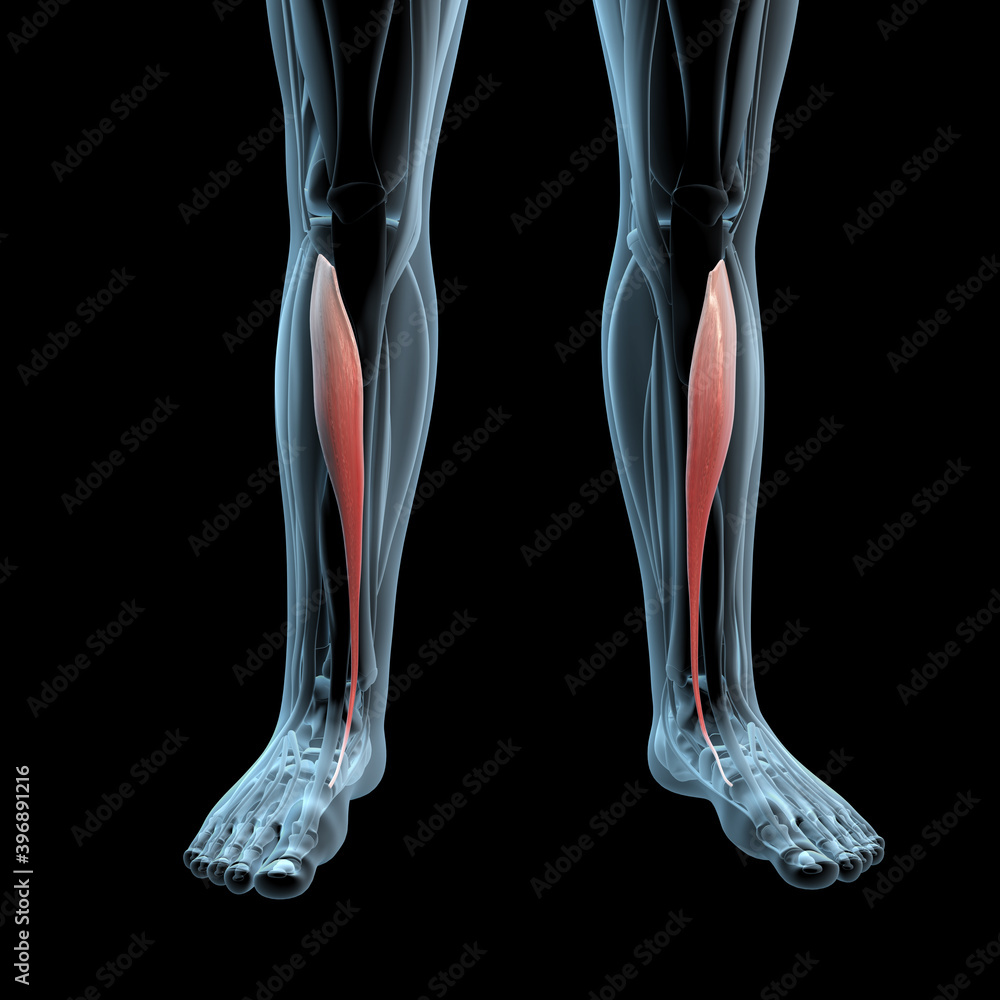 3d Illustration of the Tibialis Anterior Muscles on Xray Musculature 3d Illustration of the Tibialis Anterior Muscles on Xray Musculature
