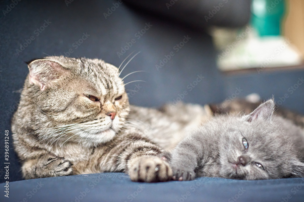 Adult cat mother with her kitten are resting on blue couch