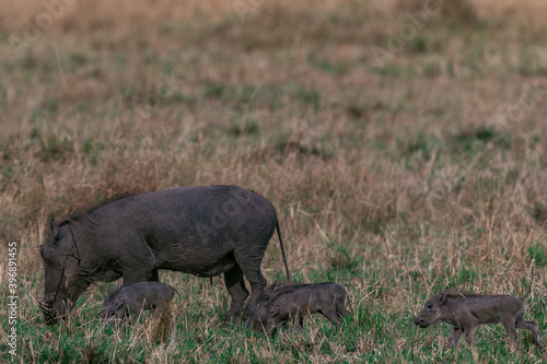 Warthog Wildlife Animals Grazing Savanna Grassland Wilderness Maasai Mara National Game Reserve Park Great Rift Valley Narok County Kenya East African Landscapes Field Mountains Scenic Views photo