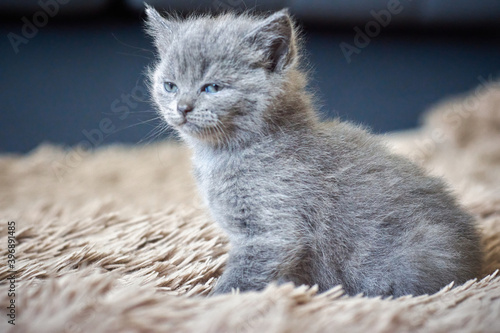 Quadro su tela Small grey litten sitting on a beige blanket