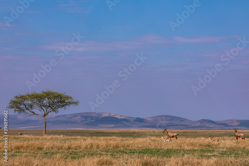 Topi Antelope Kenyan Landscape Savanna Grassland Wilderness Maasai Mara National Game Reserve Park Great Rift Valley Narok County Kenya East African Landscapes Field Mountains Scenic Views photo