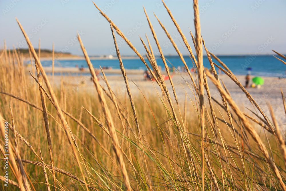 ears of corn and other dry vegetation from sea dune fauna at sunset time on the beach ears of corn and other dry vegetation from sea dune fauna at sunset time on the beach