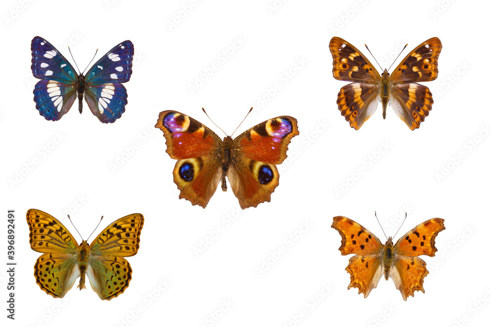 Top view of Collection of European nymphalidae butterflies species on white background Top view of Collection of European nymphalidae butterflies species on white background