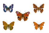 Top view of Collection of European nymphalidae butterflies  species on white background