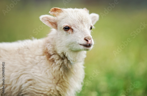 Young ouessant sheep or lamb, closeup detail on head, blurred green meadow background
