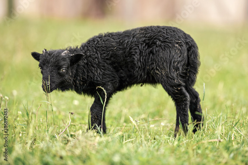 Small black ouessant (or Ushant) sheep lamb on green spring grass, side view © Lubo Ivanko