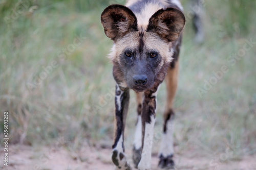Portrait of an African Wild Dog in Manyeleti game reserve in the Greater Kruger Region in South Africa