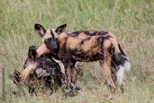 African Wild Dog walking in Manyeleti game reserve in the Greater Kruger Region in South Africa
