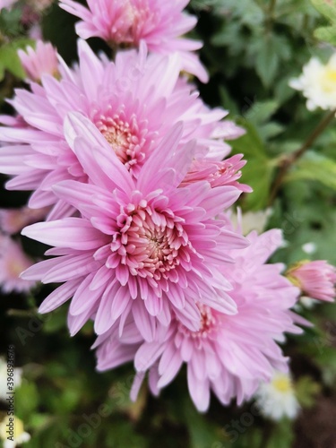 pink dahlia flower