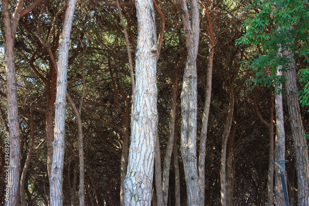 pine forest with many tall firs and pines and trunks of brown trees pine forest with many tall firs and pines and trunks of brown trees