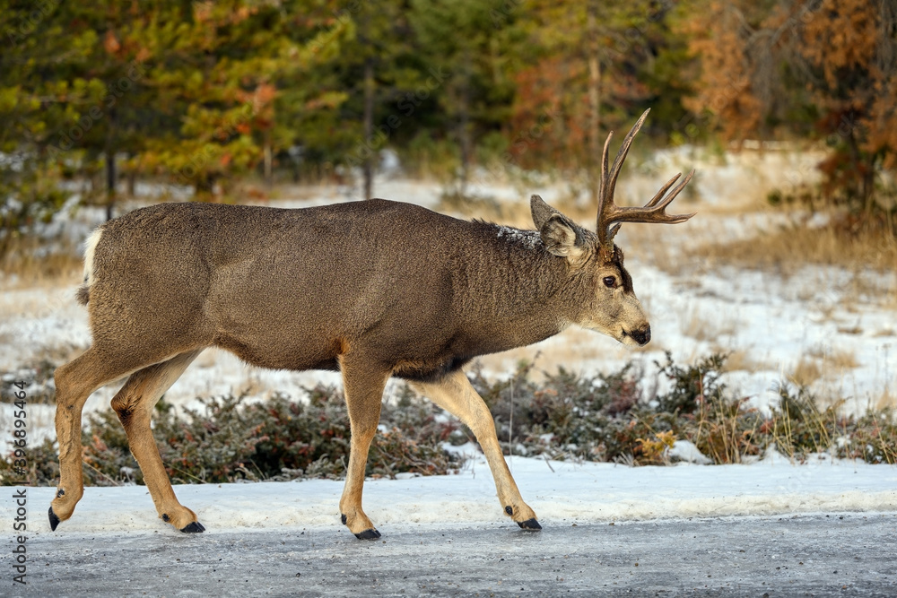 Mule deer (Odocoileus hemionus) buck walking in snowy forest