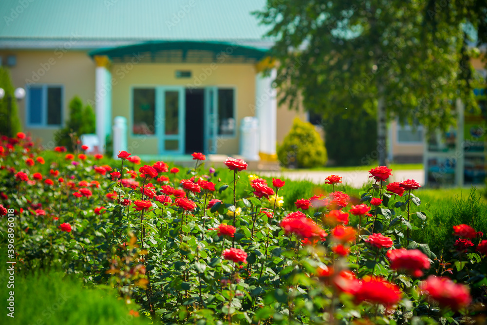 Beautiful colorful flowers in the park summer view. Beautiful colorful flowers in the park summer view.