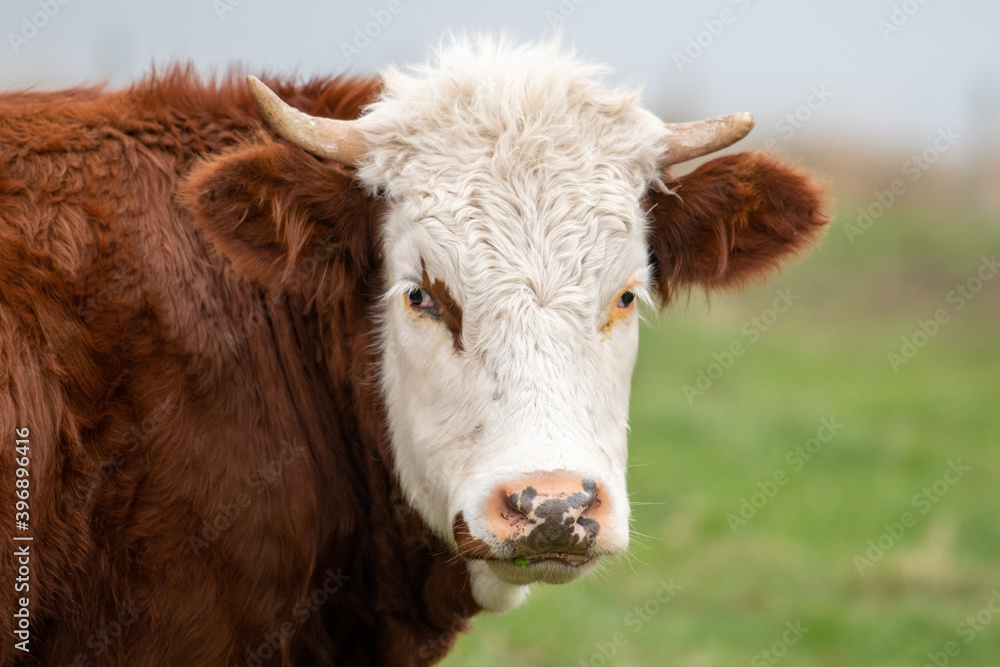 A Hereford Cow With A White Head Dark Eyes Large Ears And A Red To The Rusty Body The Large