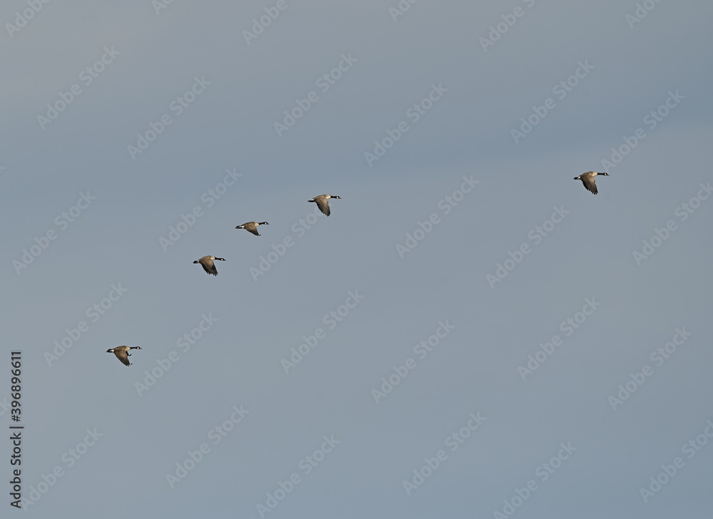 Canada Geese in Flight on Blue Sky in Fall Canada Geese in Flight on Blue Sky in Fall