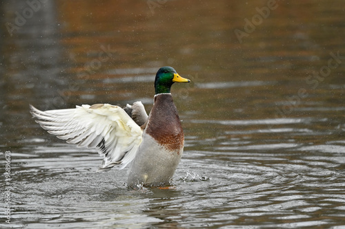 Male Mallard Drake Splashing Water With Open Wings in Fall