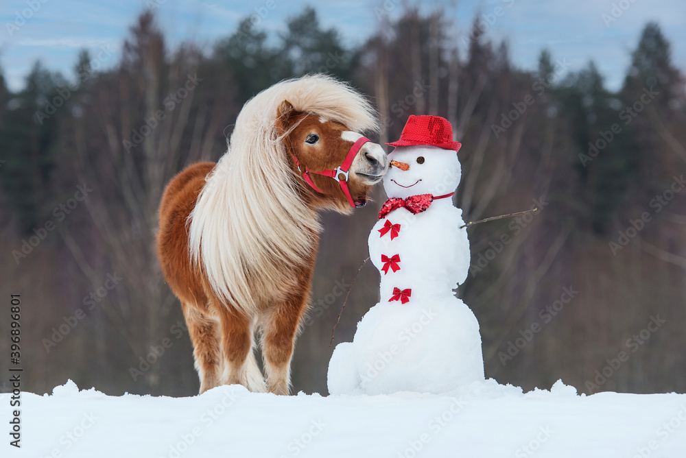 Funny miniature shetland breed pony trying to eat a snowman's carrot nose. Horse in winter.