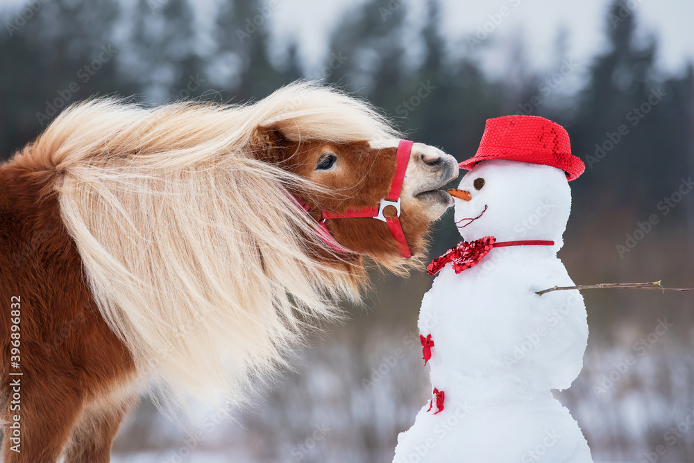 Funny miniature shetland breed pony stallion trying to eat a snowman's carrot nose. Horse in winter.