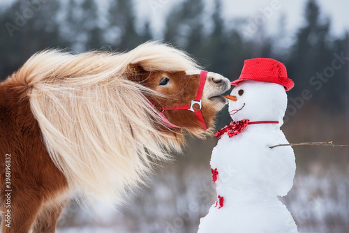 Obraz na płótnie Funny miniature shetland breed pony stallion trying to eat a snowman's carrot nose. Horse in winter. w salonie