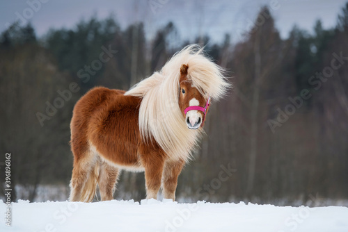 Beautiful miniature shetland breed pony stallion with long white mane standing on the field in winter