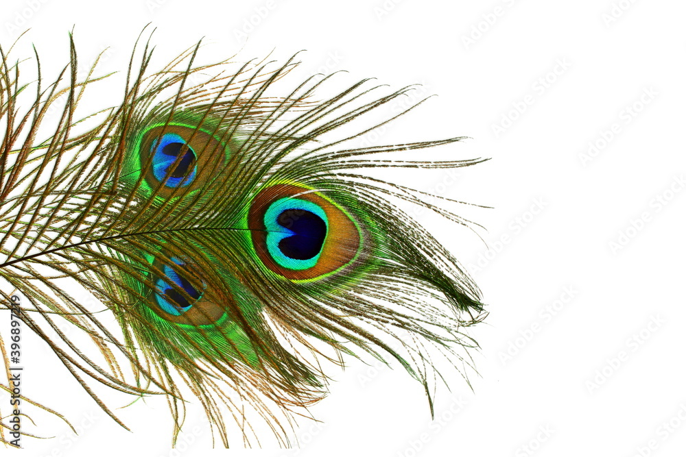 Obraz premium peacock feathers in white background with text copy space 