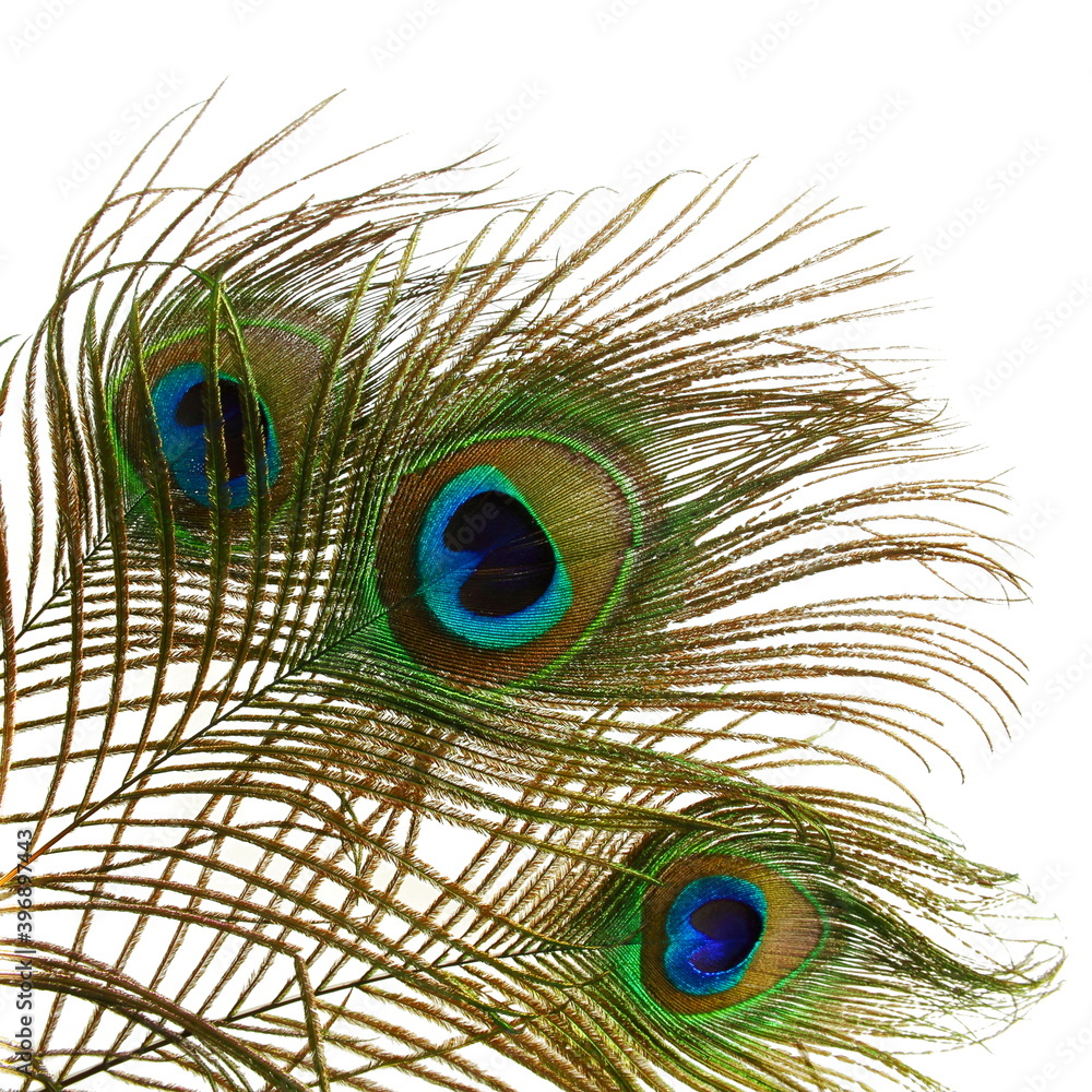 Obraz premium peacock feathers in white background with text copy space