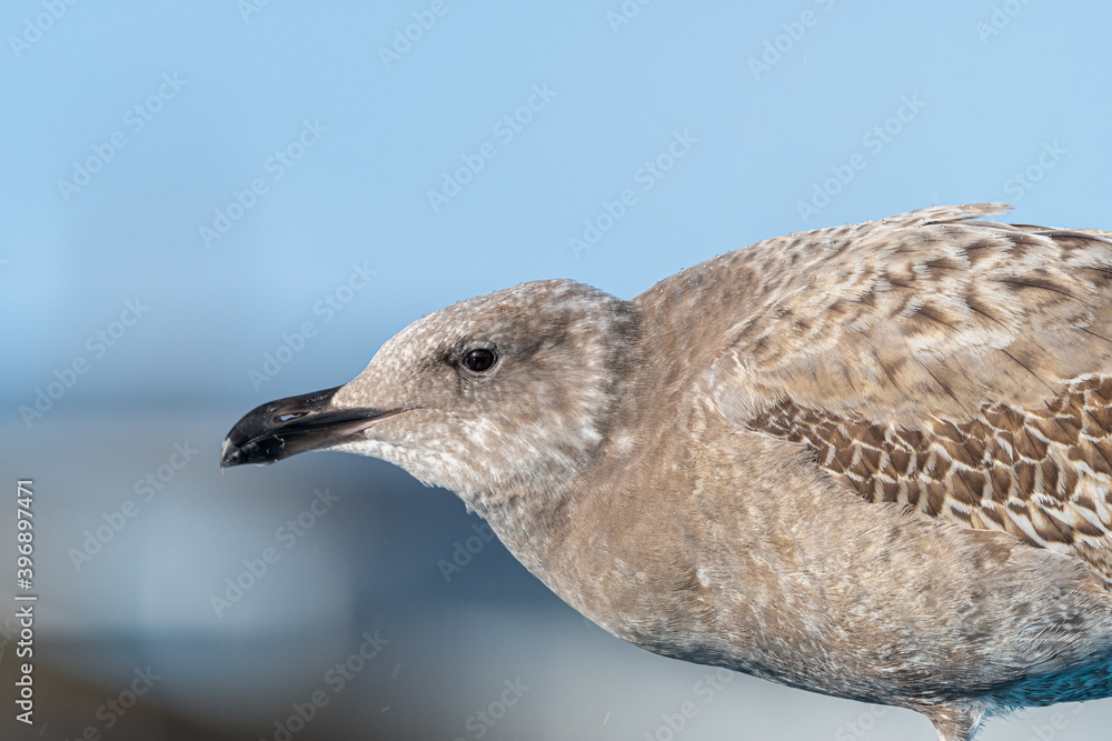 Obraz premium First Winter Western Gull (Larus occidentalis)