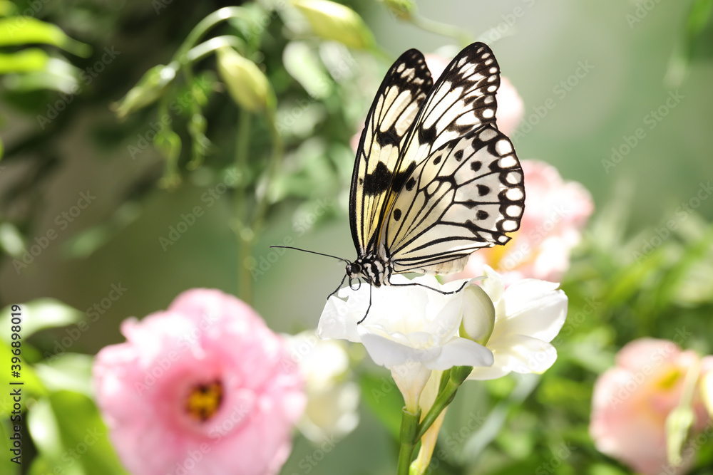 Beautiful rice paper butterfly on white flower in garden Beautiful rice paper butterfly on white flower in garden