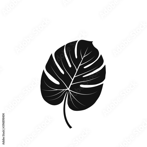 Monstera Deliciosa plant leaf from tropical forests black and white isolated on white background