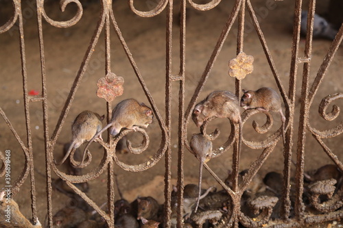 Karni Mata-Tempel (Rattentempel) in Indien - Ratten im Zaun photo