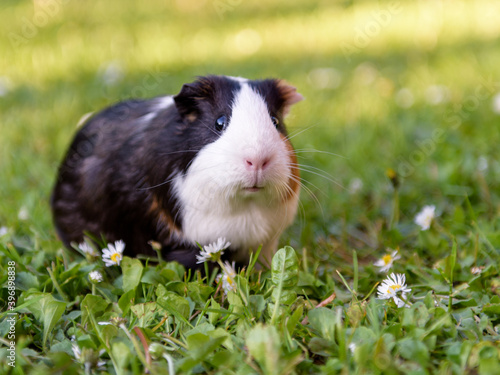 Guinea pig eating grass in a meadow