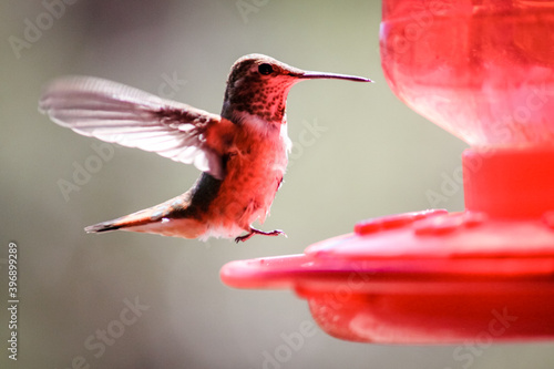 hummingbird on a feeder