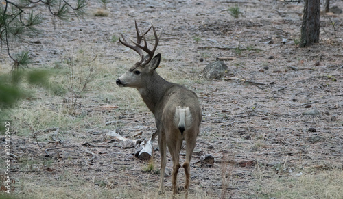 Mule deer buck at Riverside state park in wooded area. 