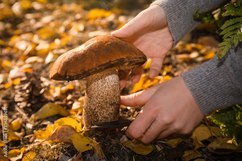 Woman with knife cutting fresh wild mushroom in forest, closeup photo