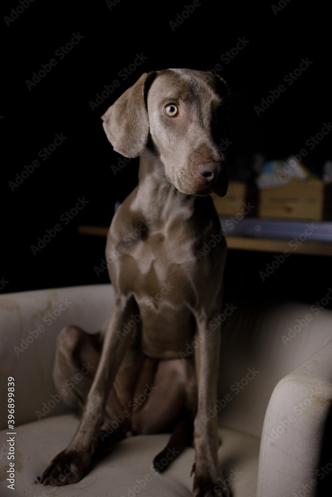 portrait of a Weimaraner dog