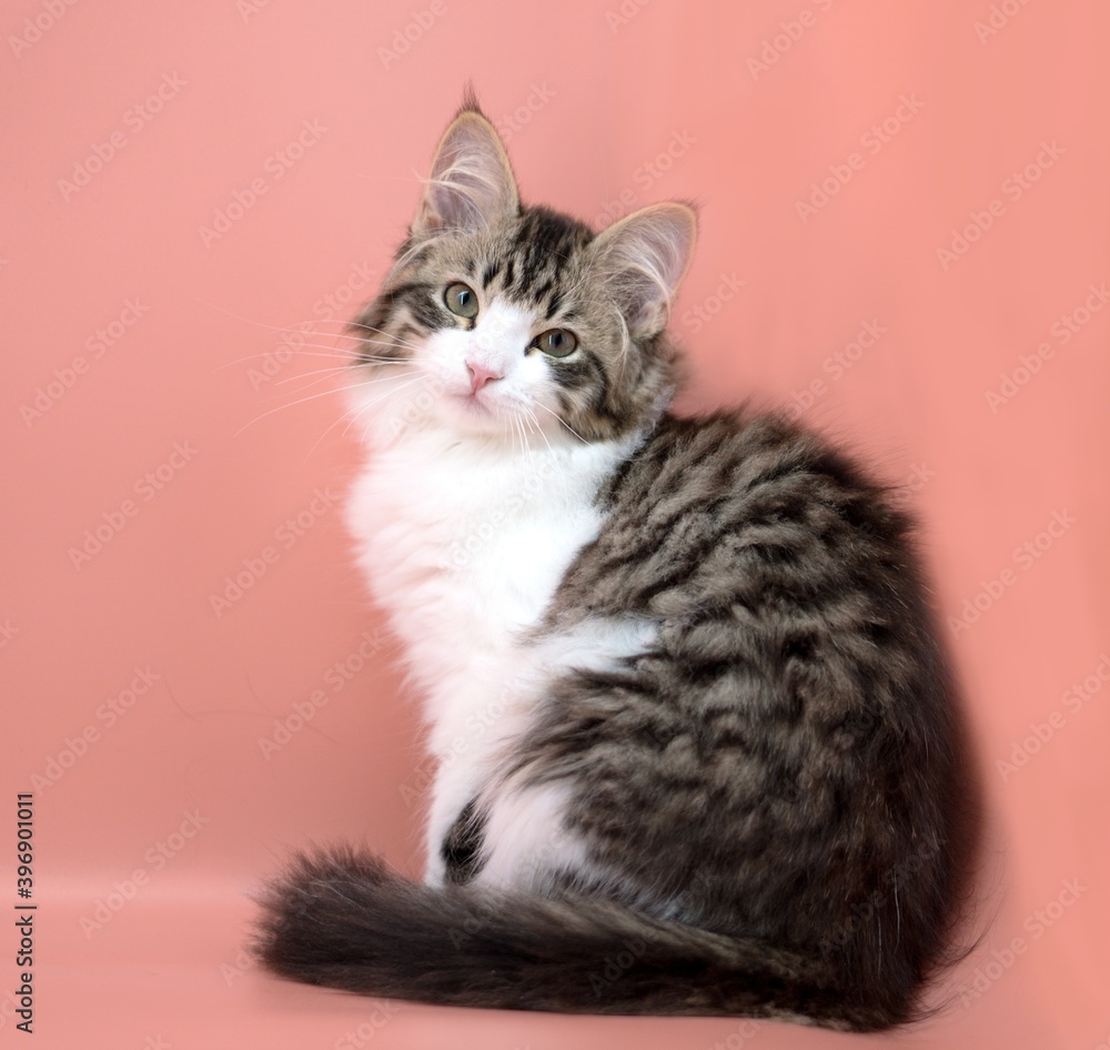 Siberian cat on pink backgrounds Siberian cat on pink backgrounds