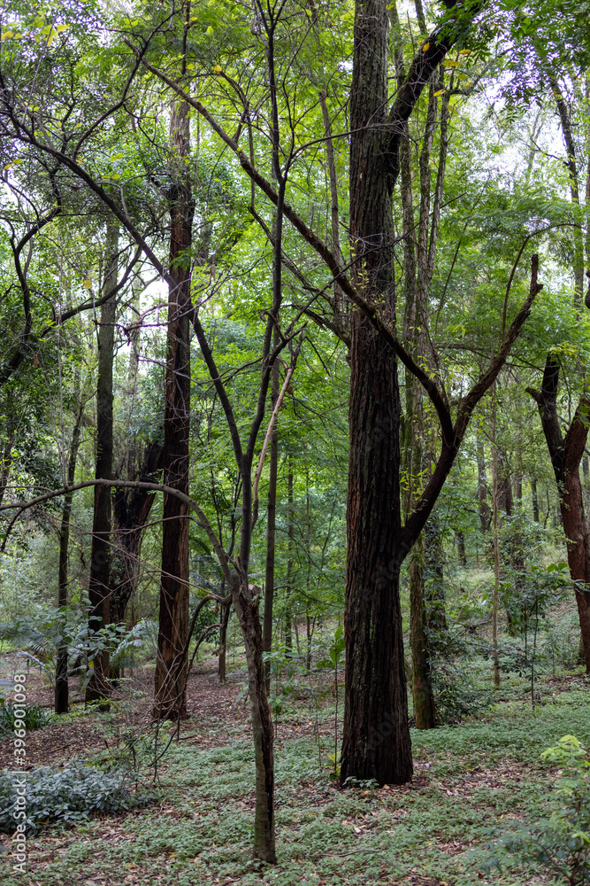 Árvores dentro do parque da Aclimação em São Paulo 
