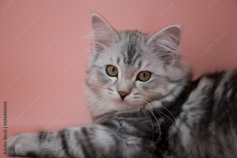 Siberian cat on pink backgrounds Siberian cat on pink backgrounds