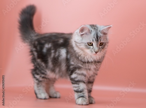 Siberian cat on pink backgrounds