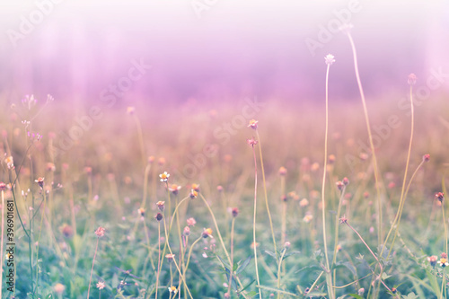 Soft focus Grass Flower colorful spring ,nature background